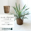【バンブーバスケット鉢カバー】ユッカ・グロリオサ・バリエガータ 7号【ミドルサイズ/床置き/御祝/新築祝い/観葉植物】【大型】