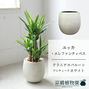 【バルーン鉢カバー:アンティークホワイト】ユッカ・エレファンティペス 7号【ミドルサイズ/床置き/御祝/新築祝い/観葉植物/】【大型】