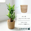 【ナチュラルバスケット鉢カバー】ユッカ・エレファンティペス 7号【ミドルサイズ/床置き/御祝/新築祝い/観葉植物/】【大型】