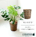 【バンブーバスケット鉢カバー】モンステラ 8号【ミドルサイズ/床置き/御祝/新築祝い/観葉植物】【大型】