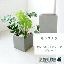 【クレイポットキューブ鉢カバー:グレー】モンステラ 8号【ミドルサイズ/床置き/御祝/新築祝い/観葉植物】【大型】
