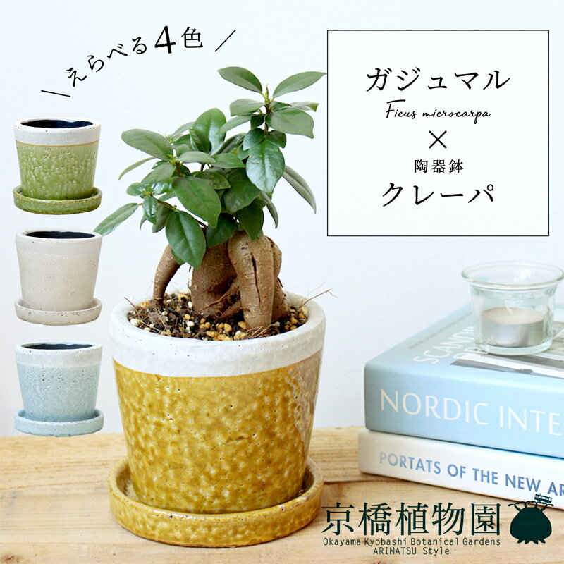 楽天市場】ガジュマル(植木鉢・プランター|ガーデニング・農業 楽天市場】ガジュマル(植木鉢・プランター|ガーデニング・農業