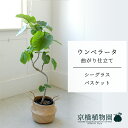 【シーグラスバスケット】ウンベラータ 曲がり 6号【受け皿付】【ミドルサイズ/床置き/御祝/新築祝い/育てやすい/観葉植物/】【大型】