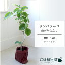 【JIU BAG(ジウバッグ)】ウンベラータ 曲がり 6号【受け皿付】【ミドルサイズ/床置き/御祝/新築祝い/育てやすい/観葉植物/】【大型】