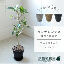 【アートストーン コニック】ベンガレンシス 曲がり 6G【受け皿付】【ミドルサイズ/床置き/御祝/新築祝い/育てやすい/観葉植物/】【大型】