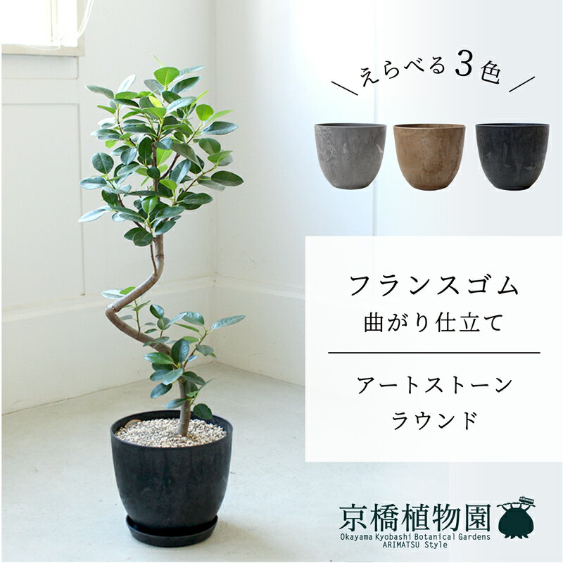 【マラソンクーポン有】【アートストーン　ラウンド】フランスゴム　曲がり　6G【受け皿付】【ミドルサイズ/床置き/御祝/新築祝い/育てやすい/観葉植物/】【大型】