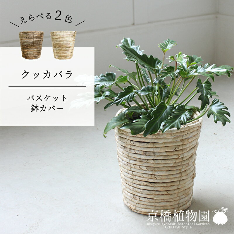 楽天市場】観葉植物 大型(種類(植物)クッカバラ)(観葉植物 楽天市場】観葉植物 大型(種類(植物)クッカバラ)(観葉植物