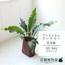 【JIU BAG(ジウバッグ)】アンスリウム・フーケリー 6号【受け皿付】【ミドルサイズ/床置き/御祝/新築祝い/育てやすい/観葉植物/】【大型】