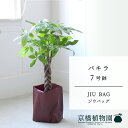 【JIU BAG(ジウバッグ)】パキラ 7号【受け皿付】【ミドルサイズ/床置き/御祝/新築祝い/育てやすい/観葉植物/】【大型】【父の日 ギフト】