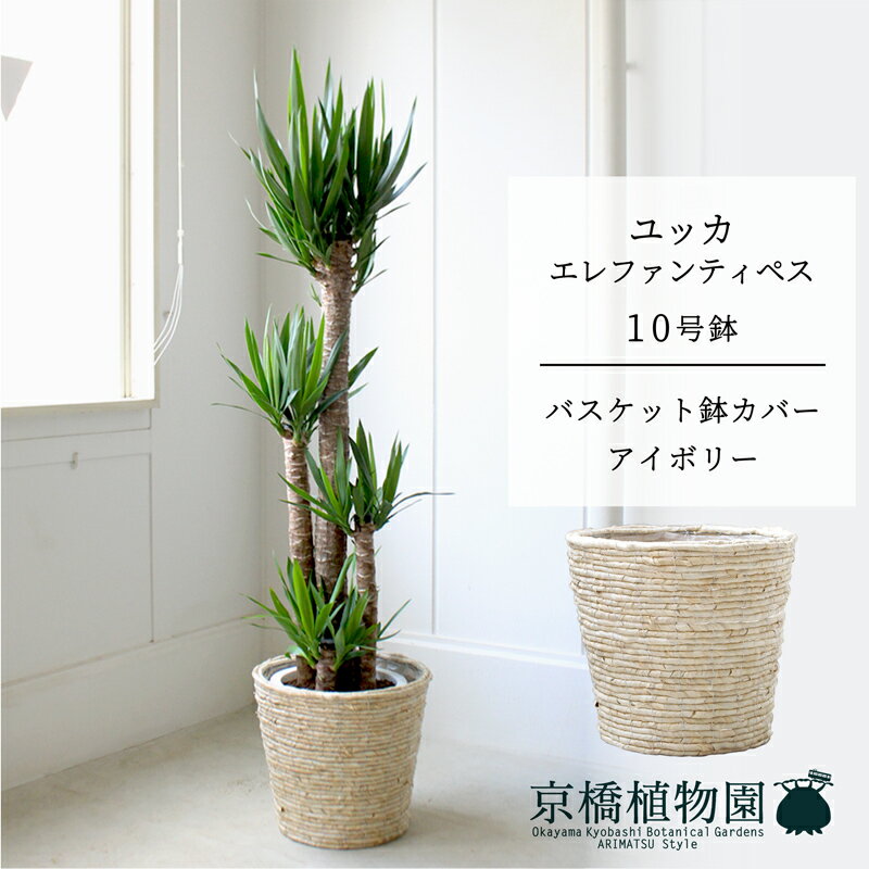 【マラソンクーポン有】【バスケット鉢カバー：アイボリー】ユッカ・エレファンティペス10号【受け皿付】【青年の木】【ラージサイズ】