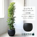 【30日はP5倍!】【ローバルーン鉢カバー/アンティークブラウン】シェフレラ グリーン 10号【ホンコンカポック】【ヤドリフカノキ】【ラージサイズ/床置き/御祝/新築祝い/育てやすい/観葉植物】【大型】