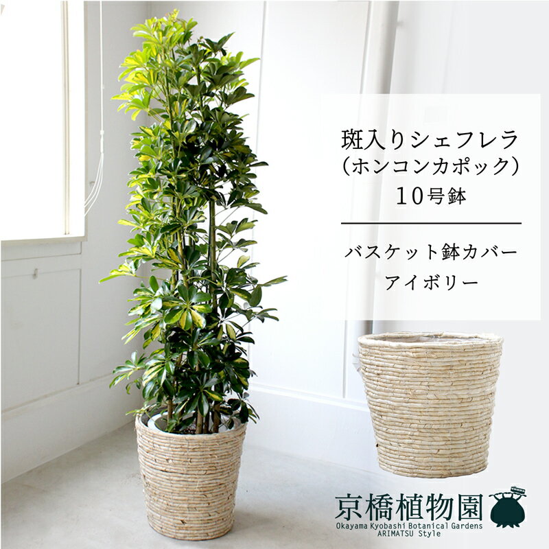 【SSクーポンあり】【SS特価品】【バスケット鉢カバー：アイボリー】シェフレラ　斑入り　10号【ホンコ..