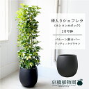 【バルーン鉢カバー:アンティークブラウン】シェフレラ 斑入り 10号【ホンコンカポック】【ヤドリフカノキ】【ラージサイズ/床置き/御祝/新築祝い/育てやすい/観葉植物】【大型】