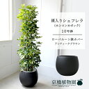 【ローバルーン鉢カバー/アンティークブラウン】シェフレラ 斑入り 10号【ホンコンカポック】【ヤドリフカノキ】【ラージサイズ/床置き/御祝/新築祝い/育てやすい/観葉植物】【大型】