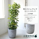 【バスクラウンド鉢カバー/グレー】シェフレラ 斑入り 10号【ホンコンカポック】【ヤドリフカノキ】【ラージサイズ/床置き/御祝/新築祝い/育てやすい/観葉植物】【大型】