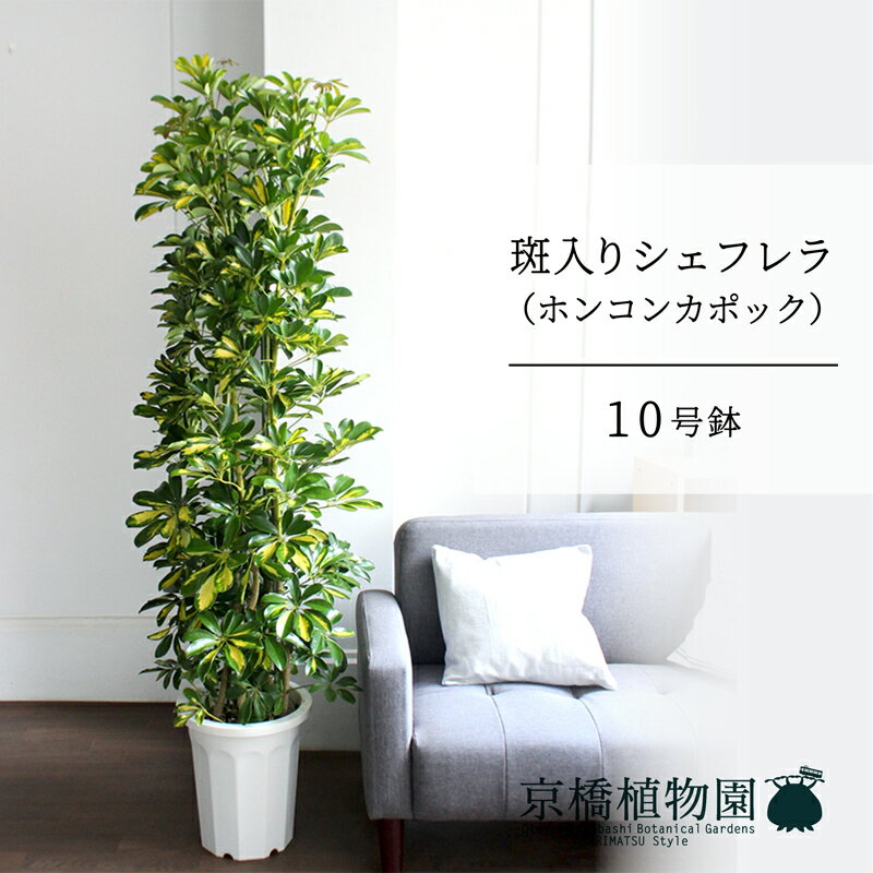 【10日はP5倍！】シェフレラ　斑入り　10号【ホンコンカポック】【ヤドリフカノキ】【ラージサイズ/床置き/御祝/新築祝い/育てやすい/観葉植物】【大型】