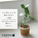 【20日はP5倍!】【ナチュラルバスケット・ホワイト】フィカス・ベンガレンシス オードリー 7号【受け皿付】【ミドルサイズ/インテリア/お祝い/開店祝い/引越祝い/新築祝い/ギフト/プレゼント/育てやすい/観葉植物/楽天/通販/大型】