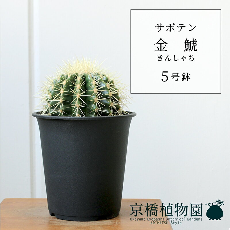 楽天市場】金 鯱 サボテン(サイズ(植木鉢)4 ~ 6号)の通販 楽天市場】金 鯱 サボテン(サイズ(植木鉢)4 ~ 6号)の通販