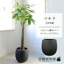 【バルーン鉢カバー付き/アンティークブラウン】パキラ 10号【受け皿付】【ラージサイズ】【父の日 ギフト】