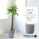 【バスクラウンド鉢カバー/グレー】パキラ 10号【受け皿付】【ラージサイズ】【父の日 ギフト】