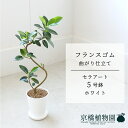 【セラアート鉢/ホワイト】フランスゴム 超曲がり 5号【受け皿付き】【スモールサイズ フィカス 観葉植物 植物 置物 モダン インテリア おしゃれ 人気 引越し...