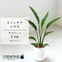 【15日はP5倍!】【セラアート鉢/ホワイト】ストレチア・レギネ 5号【受け皿付き】【スモールサイズ 観葉植物 植物 置物 モダン インテリア おしゃれ 人気 引越し祝い 開店祝い 新築祝い 転居祝い お祝い 楽天 通販 鉢植え 育てやすい 観葉 ギフト プレゼント】