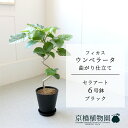【15日はP5倍!】【マラソンクーポン有!】【セラアート鉢/ブラック】フィカス ウンベラータ 曲がり 6号 E6G【受け皿付き】【ミドルサイズ 観葉植物 モダン...