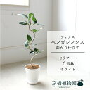 【15日はP5倍!】【マラソンクーポン有!】【セラアート鉢/ホワイト】フィカス ベンガレンシス 6号 E6G【受け皿付き】【ミドルサイズ 観葉植物 インテリア ...