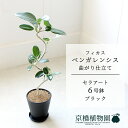 【セラアート鉢/ブラック】フィカス ベンガレンシス 6号 E6G【受け皿付き】【ミドルサイズ 観葉植物 インテリア おしゃれ 人気 引越し祝い 開店祝い 新築祝...