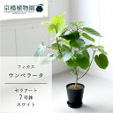 【セラアート鉢/ブラック 黒】フィカス ウンベラータ 7号【受け皿付き】【ミドルサイズ 観葉植物 植物 置物 モダン インテリア おしゃれ 人気 引越し祝い ...