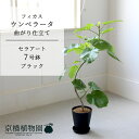 【セラアート鉢/ブラック 黒】フィカス ウンベラータ 曲がり 7号【受け皿付き】【ミドルサイズ 観葉植物 植物 置物 モダン インテリア おしゃれ 人気 引越し...