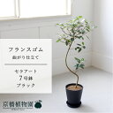 【セラアート鉢/ブラック 黒】フランスゴム(フィカス・ルビギノーサ) 曲がり 7号【受け皿付き】【ミドルサイズ 観葉植物 植物 置物 モダン インテリア おしゃ...
