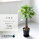 【15日はP5倍!】【マラソンクーポン有!】【セラアート鉢/ブラック 黒】パキラ 7号【受け皿付き】【ミドルサイズ 観葉植物 植物 置物 モダン インテリア お...