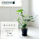 【セラアート鉢/ブラック 黒】モンステラ 7号【受け皿付き】【ミドルサイズ 観葉植物 植物 置物 モダン インテリア おしゃれ 人気 引越し祝い 開店祝い 新築...