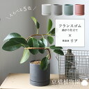 フランスゴム超曲がり×陶器鉢・リアPOT