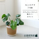 【ナチュラルバスケット鉢カバー:ホワイト】モンステラ 7号【受け皿付】【ミドルサイズ/インテリア/お祝い/開店祝い/引越祝い/新築祝い/ギフト/プレゼント/育て...