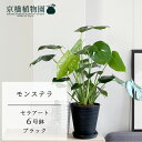 【15日はP5倍!】【マラソンクーポン有!】モンステラ 【黒セラアート鉢6号】5G【シンプル スリム 割れない ミドルサイズ エキゾチック 個性的 御祝 引越し...