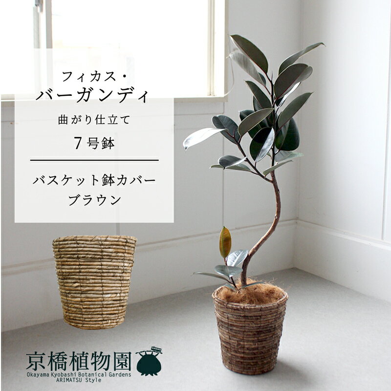 フィカス・バーガンディ曲がり7号