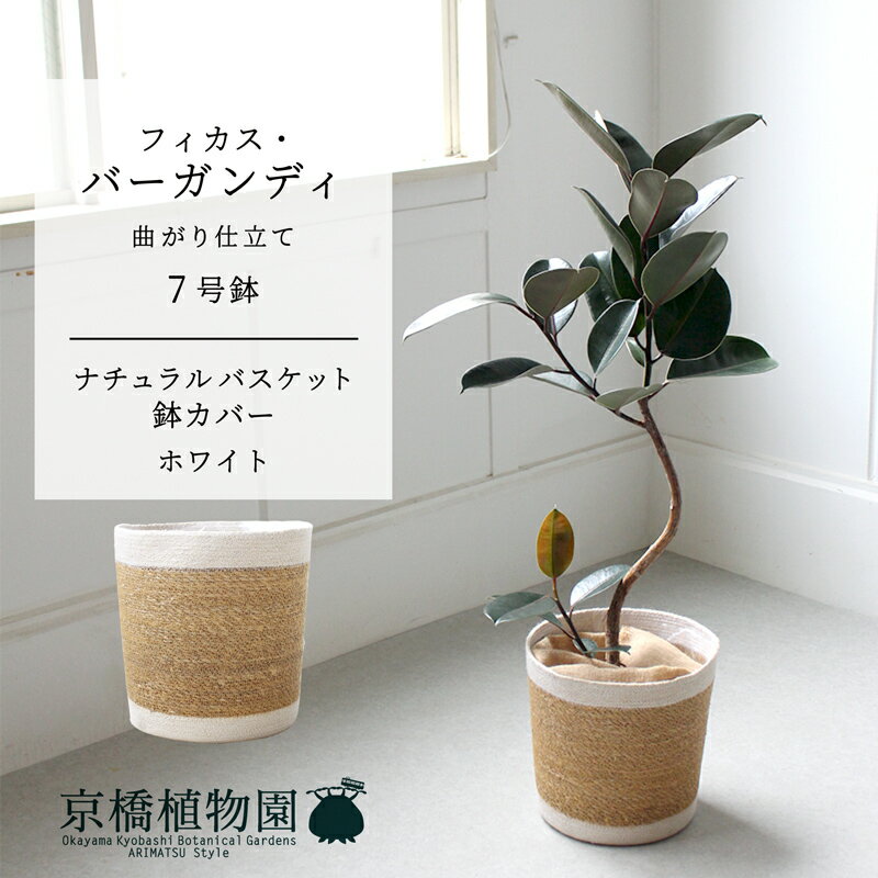 楽天市場】フィカス バーガンディ(観葉植物|花・観葉植物 楽天市場】フィカス バーガンディ(観葉植物|花・観葉植物