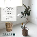 【バンブーバスケット鉢カバー】フィカス・バーガンディ 曲がり 7号【ミドルサイズ 観葉植物 植物 置物 モダン インテリア おしゃれ 人気 引越し祝い 開店祝い...