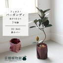 【JIU BAG(ジウバッグ)】フィカス・バーガンディ 曲がり 7号【ミドルサイズ 観葉植物 植物 置物 モダン インテリア おしゃれ 人気 引越し祝い 開店祝...