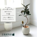 【バルーン鉢カバー:アンティークホワイト】フィカス・バーガンディ 曲がり 7号【ミドルサイズ 観葉植物 植物 置物 モダン インテリア おしゃれ 人気 引越し祝い 開店祝い 新築祝い 転居祝い お祝い 鉢植え 育てやすい 観葉 ギフト プレゼント】