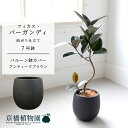 【マラソンクーポン有!】【バルーン鉢カバー:アンティークブラウン】フィカス・バーガンディ 曲がり 7号【ミドルサイズ 観葉植物 植物 置物 モダン インテリア ...