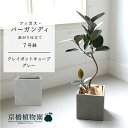 【クレイポットキューブ鉢カバー:グレー】フィカス・バーガンディ 曲がり 7号【ミドルサイズ 観葉植物 植物 置物 モダン インテリア おしゃれ 人気 引越し祝い 開店祝い 新築祝い 転居祝い お祝い 鉢植え 育てやすい 観葉 ギフト プレゼント】