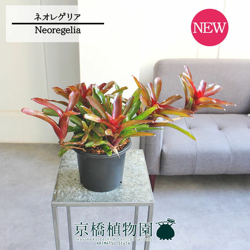 【30日はP5倍！】【現品】ネオレゲリア/ネオレゲリア リオオブリオ　5号（1〜4）【選べる観葉植物】【珍奇植物】【インテリア おしゃれ 人気 楽天 通販 ギフト プレゼント】