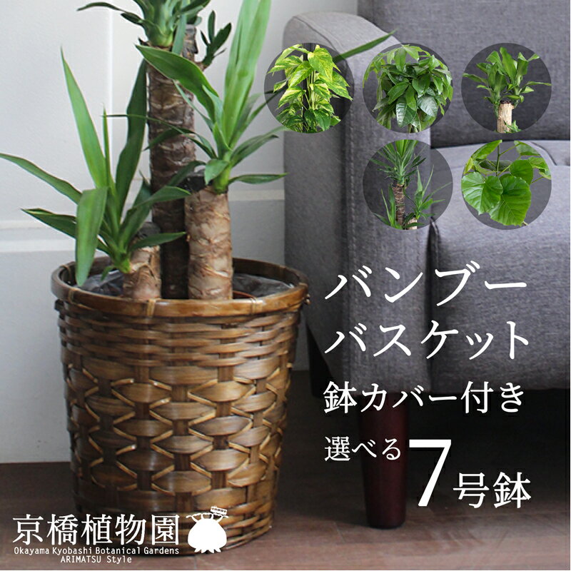 ウンベラータ 【マラソンクーポンあり】【バンブーバスケット鉢カバー】えらべる観葉植物・7号鉢サイズ【受け皿付】パキラ/フィカス/ウンベラータ/ポトス/ユッカ/マッサン/竹製/カゴ付/ブラウン/フロアサイズ/ギフト/プレゼント/お祝い【大型】