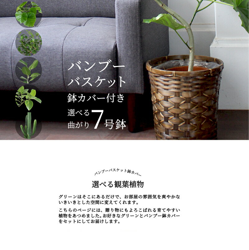 【30日はP5倍！】【バンブーバスケット鉢カバー】えらべる観葉植物・7号鉢・曲がり仕立て【受け皿付】フィカス/ウンベラータ/フランスゴム/ベンガレンシス/アルテシーマ/大雲閣/竹製/カゴ付/ブラウン/フロアサイズ/ギフト/プレゼント/お祝い