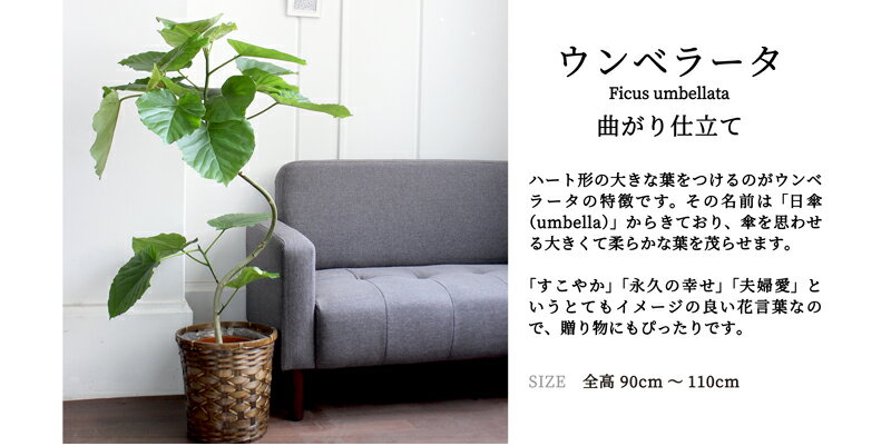 【30日はP5倍！】【バンブーバスケット鉢カバー】えらべる観葉植物・7号鉢・曲がり仕立て【受け皿付】フィカス/ウンベラータ/フランスゴム/ベンガレンシス/アルテシーマ/大雲閣/竹製/カゴ付/ブラウン/フロアサイズ/ギフト/プレゼント/お祝い