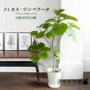 ■荒木植物園さんの観葉植物■NEW！フィロデンドロンレッドハート6号鉢植え現品販売