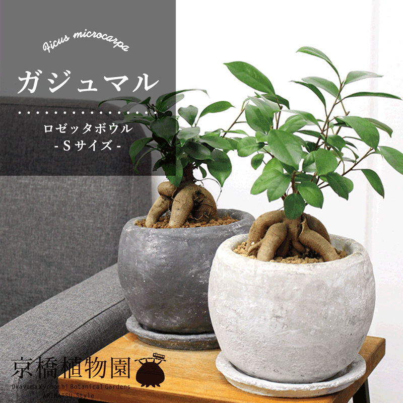 【SSクーポンあり】【選べる鉢カラー】【ロゼッタボウルSサイズ】ガジュマル【受け皿付き】【ころんとしたモルタル製鉢】のサムネイル